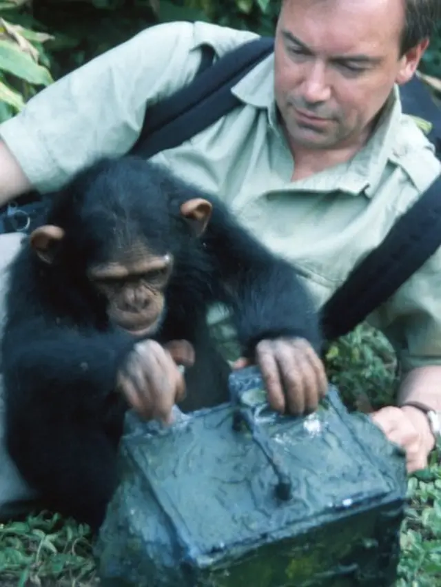 Chimpances.