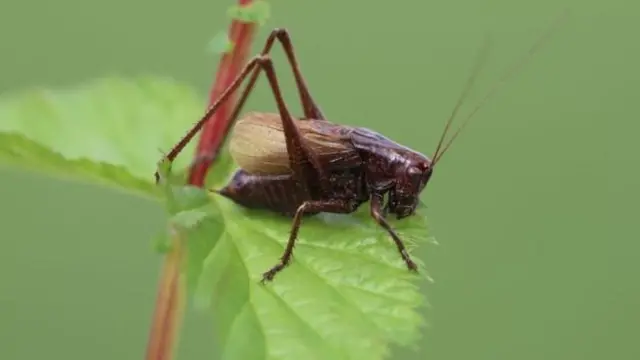 Adriatic marbled bush cricket