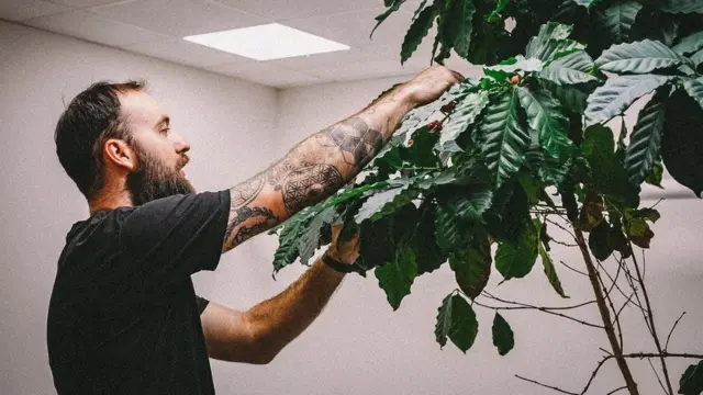Jack Crocker, le directeur de la torréfaction de Roastworks Coffee Co dans le Devon, au Royaume-Uni, inspecte le plant de café de son entreprise couvert de cerises.