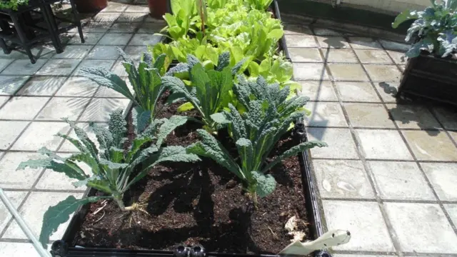 نباتات مزروعة في صناديق خشبية فوق سطح أحد المباني