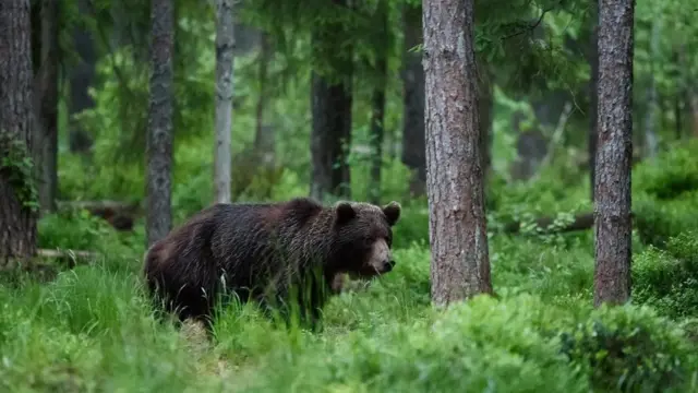 دب يتجول في الغابة