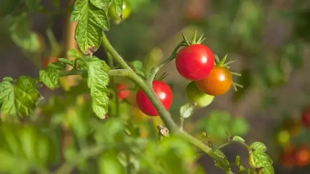 Mimea inaweza kumea angani