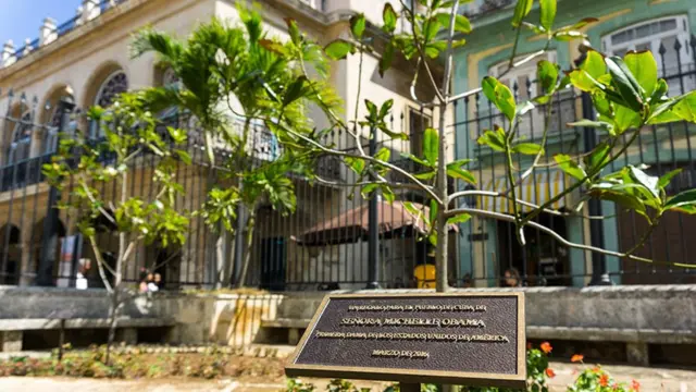 Árbol plantado por Michelle Obama.