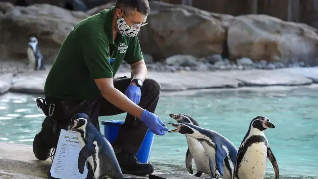 сотрудник зоопарка взвешивает пингвинов