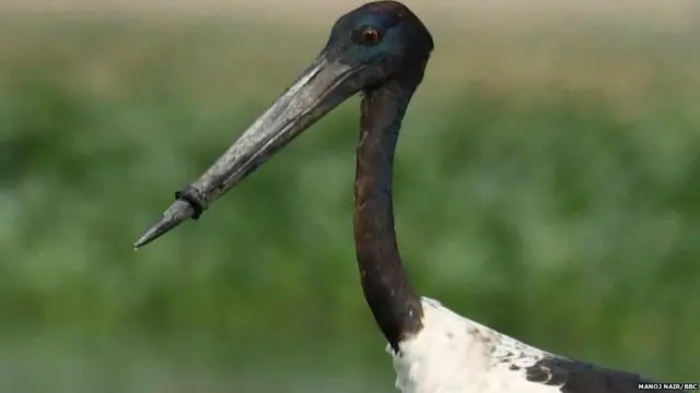 stork, bird