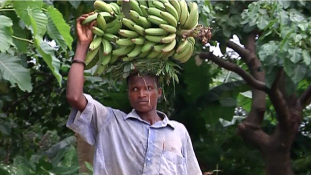 Some experts say farmers no dey allow di fruit dem to don before dem sell am