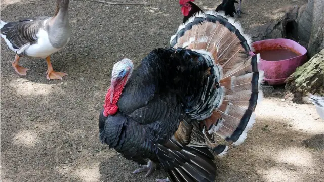 Птичник, на переднем плане индюк, на заднем - гусь