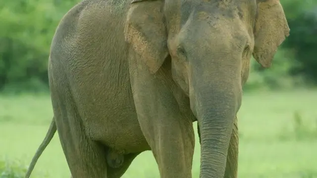 Elefante