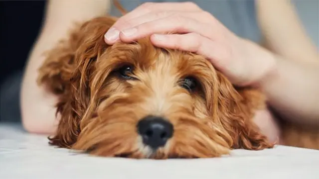 బస్సుల్లో, రైళ్లలో పెంపుడు జంతువులను తీసుకుని వెళ్లవచ్చా?