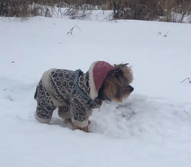 Пес в снегу