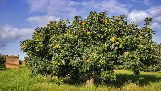 Яблоки сорта "брэмли"