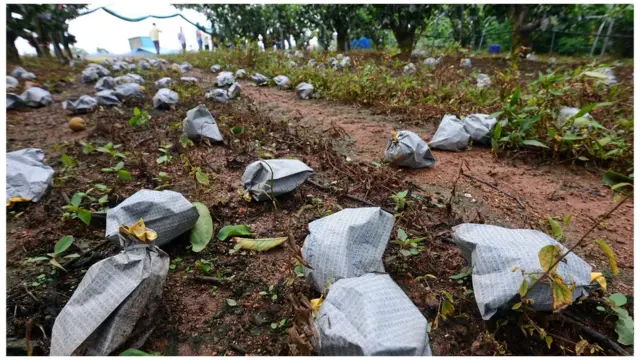 제8호 태풍 '바비(BAVI)'가 지나간 27일 오전 전남 신안군 압해읍 복용리의 배 과수원에서 강풍으로 인해 배들이 떨어져 땅바닥에 나뒹굴고 있다