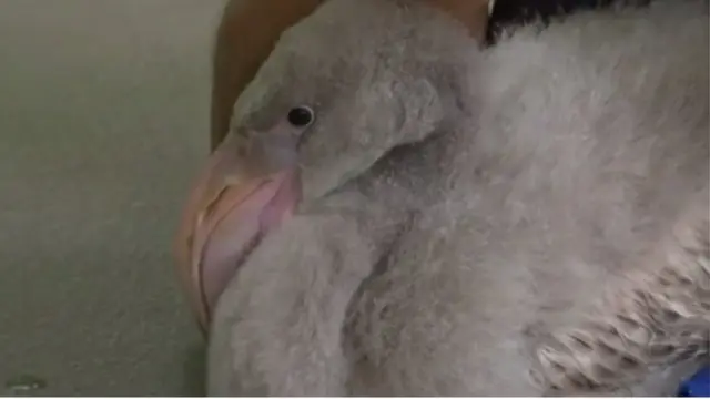 ফ্লেমিঙ্গো