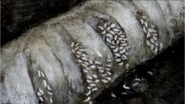 หนอนเกาะบนปากแผลของทหารบาดเจ็บ