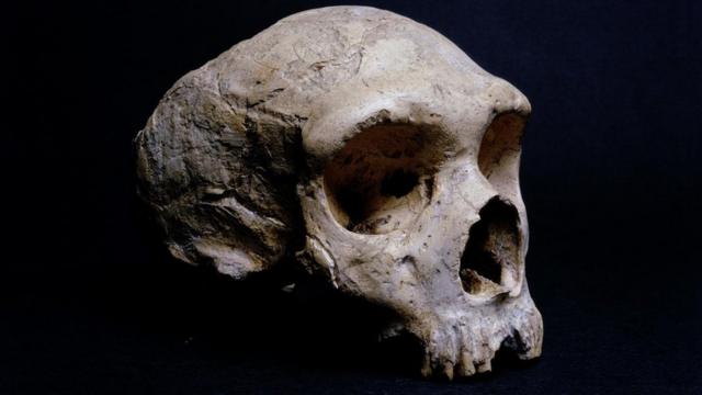 El cráneo fosilizado de un neandertal encontrado en Gibraltar se exhibe en el museo de Historia Natural de Londres.