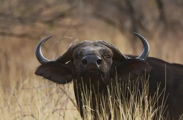 One of the Ethiopian peculiar wildlife