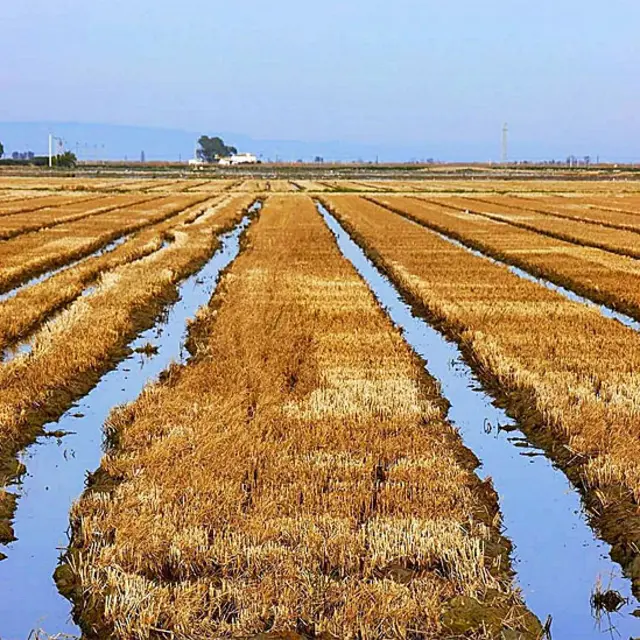 campo después de la cosecha de arroz