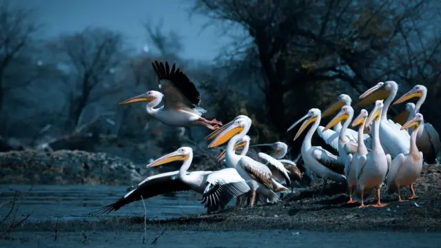 పక్షుల వలస