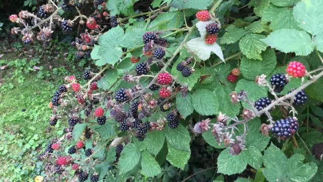 Buah blackberry, Inggris