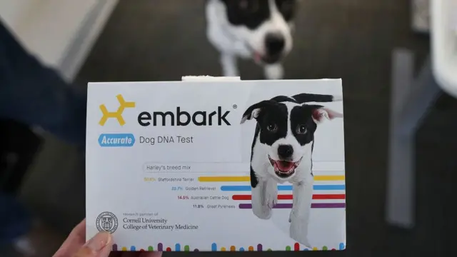 Test genéticos para perros