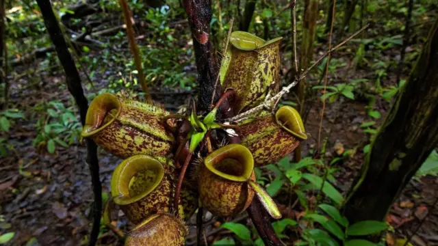 猪笼草利用香味、颜色和花蜜引诱它们的猎物