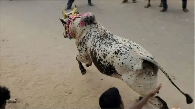 जल्लीकट्टू