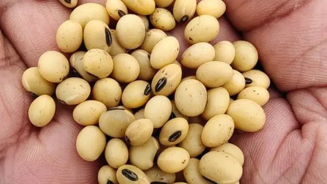 सोयाबीन