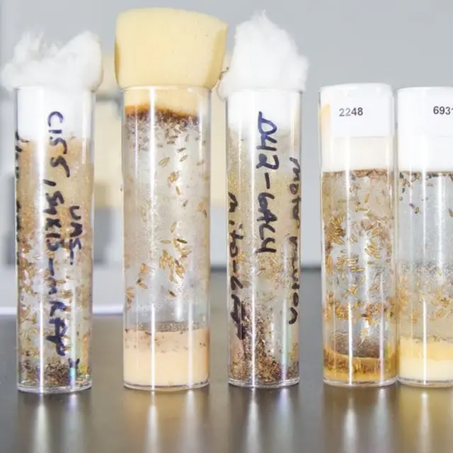 Larvas de moscas de la fruta