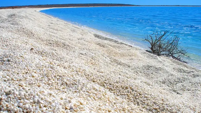 Shell Beach, Shark Bay, Australia