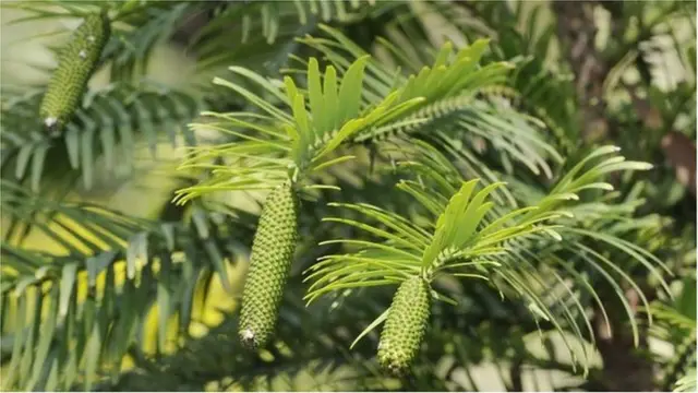 وولمی صنوبر