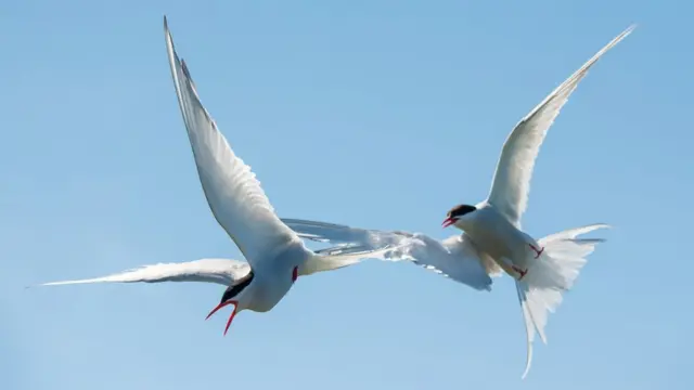 Arctic tern