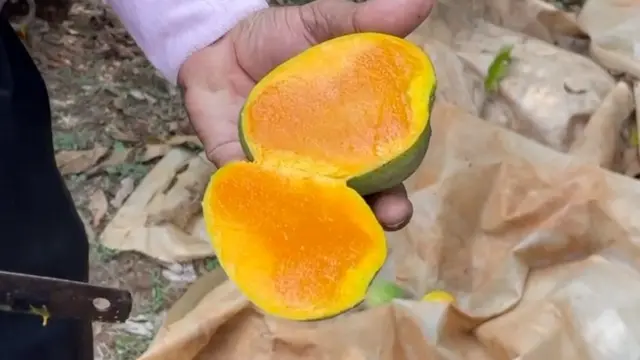 Alphonso Mango