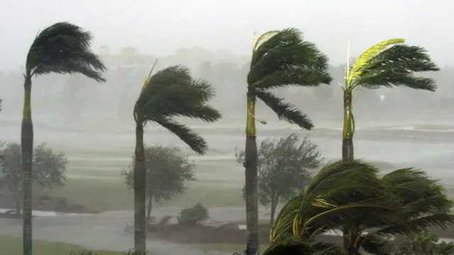 ઝાડનો ફોટો