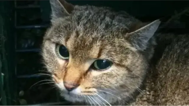 кот