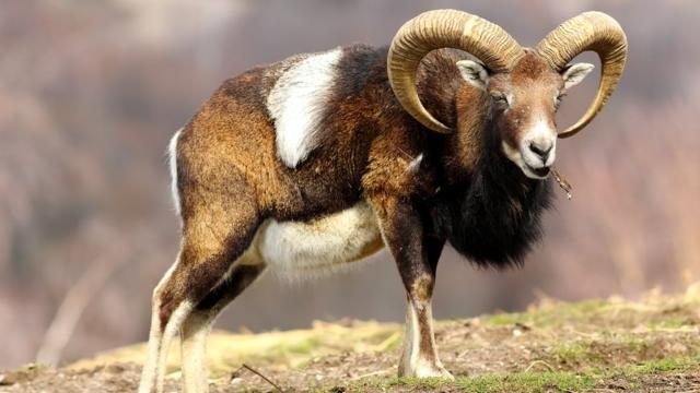 Муфлон, род баранов, ближайший родственник домашней овцы
