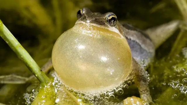 أحد ذكور الضفادع