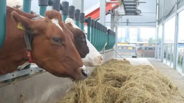 Lo'da daaqda dhulka cowska leh ee dul sabeeya badda