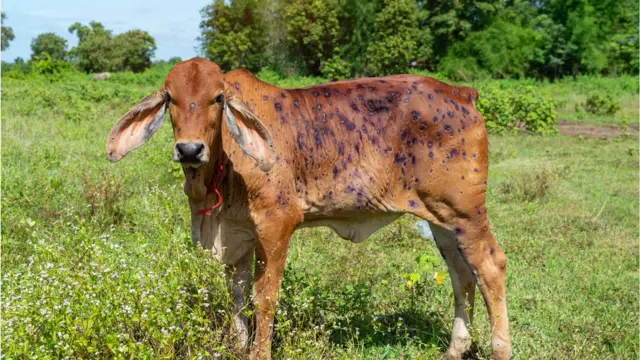 સરકારે રોગગ્રસ્ત પશુ અંગે માહિતી અને સારવાર મેળવવા માટે 1962 ટોલફ્રી નંબર જાહેર કર્યો છે