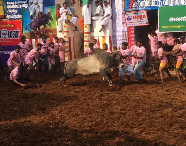 જલિકટ્ટુ સ્પર્ધામાં ભાગ લઈ રહેલા યુવકની તસવીર