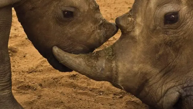 Niburiburi inkura 7100 nizo zoba zimaze kwicwa muri Afrika kuva mu 2007