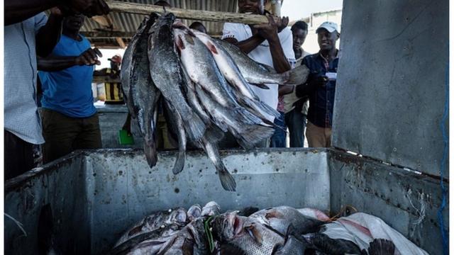 Des pêcheurs kenyans stockant du poisson pêché dans les eaux du Nil.