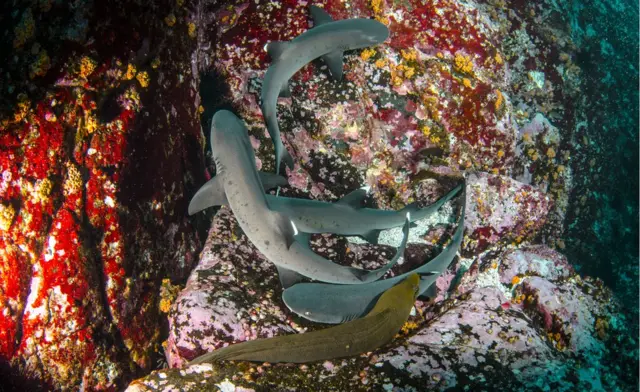 Tiburones de punta blanca.