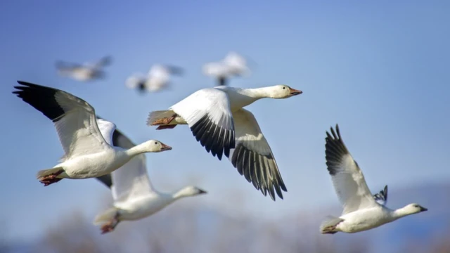 Aves migratórias