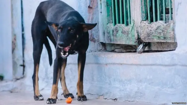 કૂતરાનો ફોટો