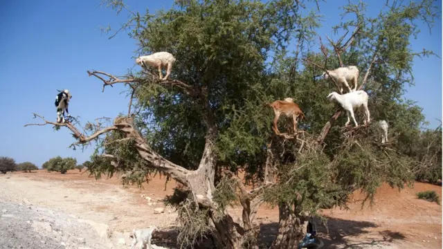 Goats on a tree