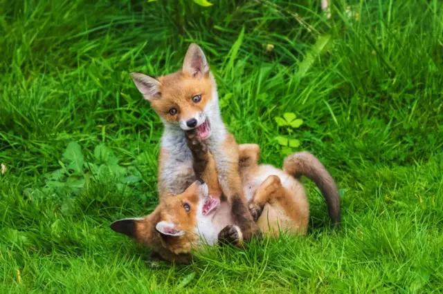 A na meti objektiva fotografa Petersa bile su i lisice