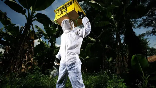 मधुमक्खी, शहद पालन, दक्षिण अफ़्रीक़ा