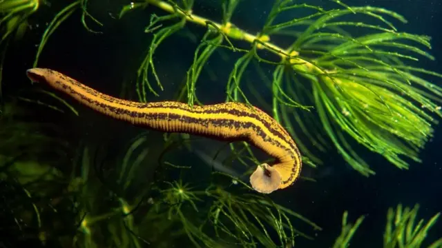 ما هي الحيوانات "الأكثر نهما" على وجه الأرض؟