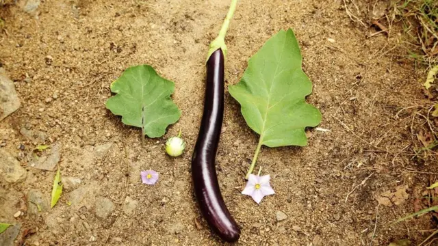 aubergine