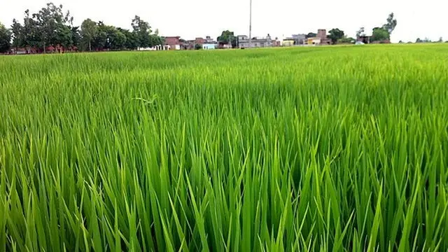 Rice farm for India
